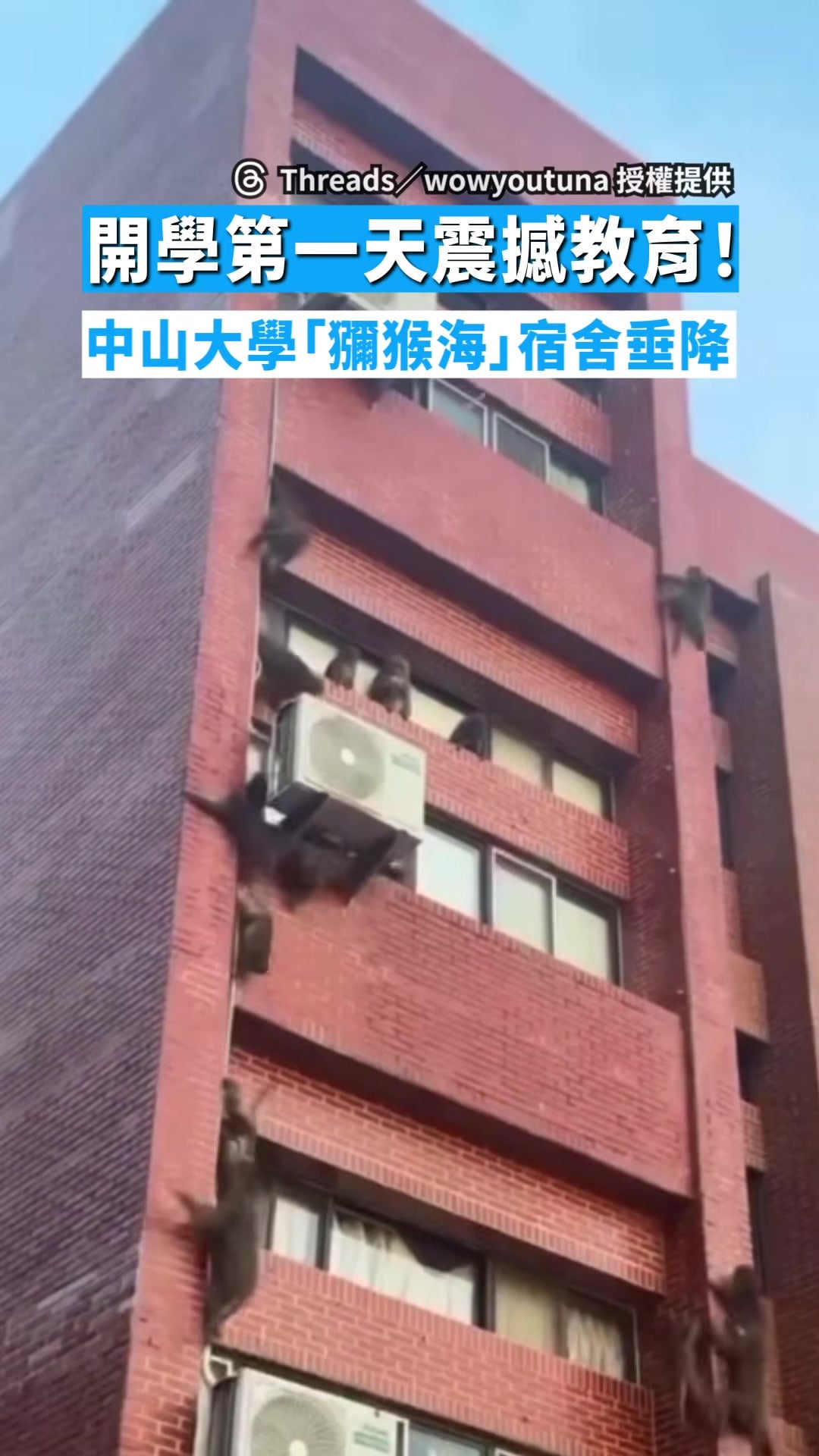 Several Taiwanese macaques cling to and climb down a red-brick dormitory facade beside windows and air-conditioning units at National Sun Yat-sen University.